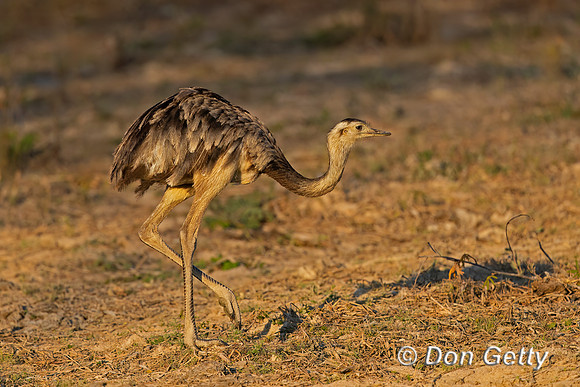 Greater Rhea