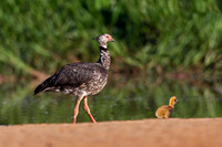 Southern Screamer