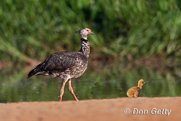Southern Screamer