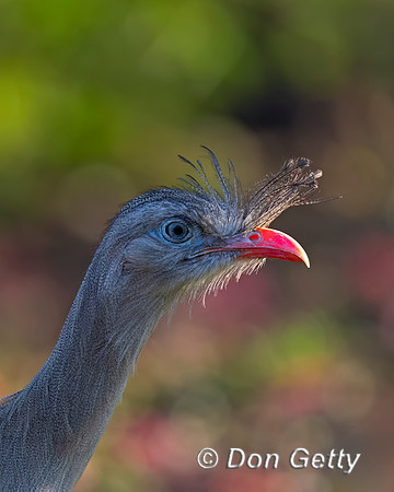Red-legged Seriema
