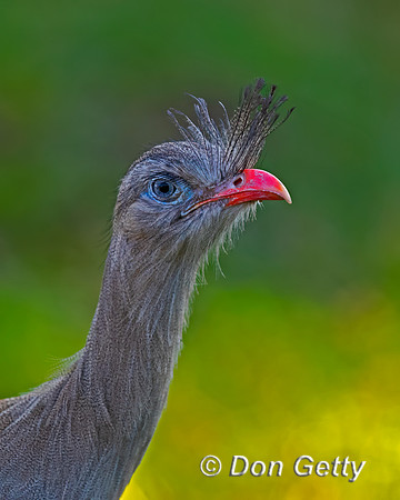 Red-legged Seriema