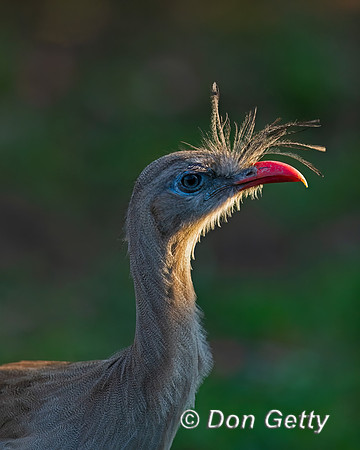 Red-legged Seriema