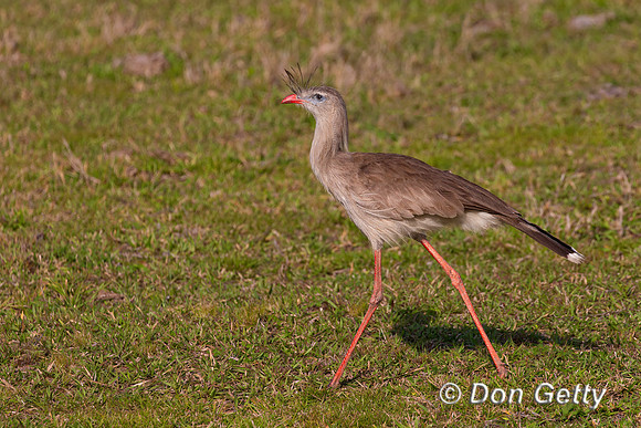 Red-legged Seriema