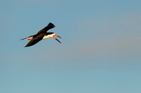Black Skimmer