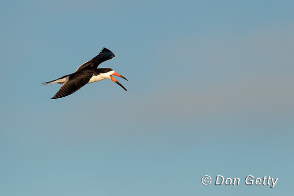 Black Skimmer