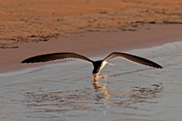 Black Skimmer