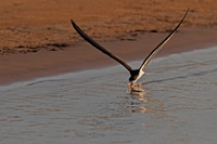 Black Skimmer
