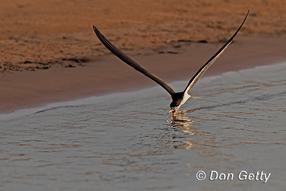 Black Skimmer
