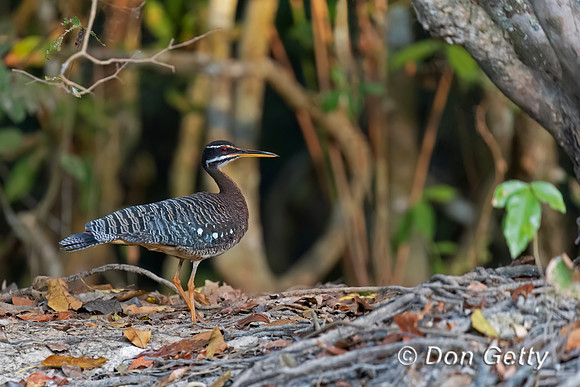 Sunbittern