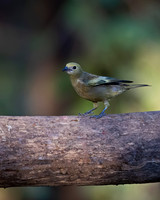 Palm Tanager