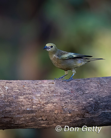 Palm Tanager