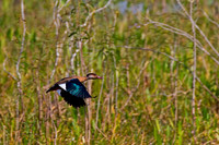 Brazilian Teal