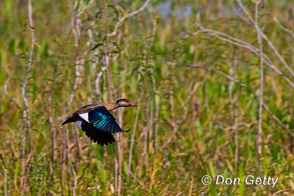 Brazilian Teal