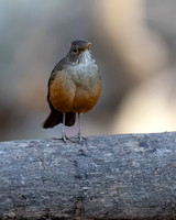 Rufous-bellied Thrush