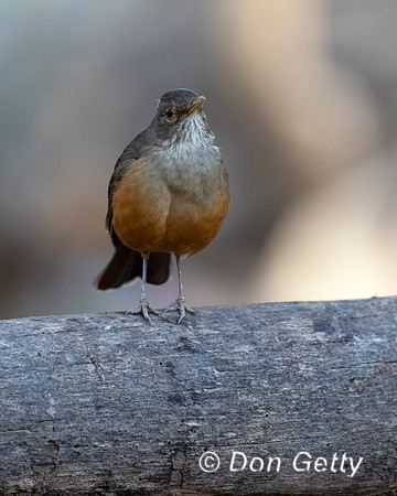 Rufous-bellied Thrush