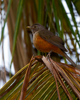 Rufous-bellied Thrush