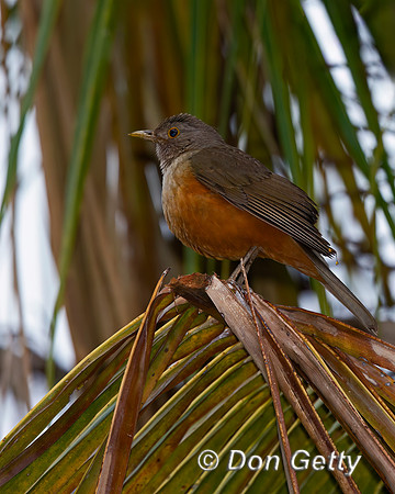 Rufous-bellied Thrush
