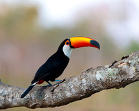 Toco Toucan