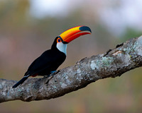 Toco Toucan