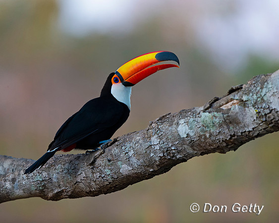 Toco Toucan