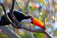 Toco Toucan