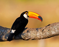 Toco Toucan