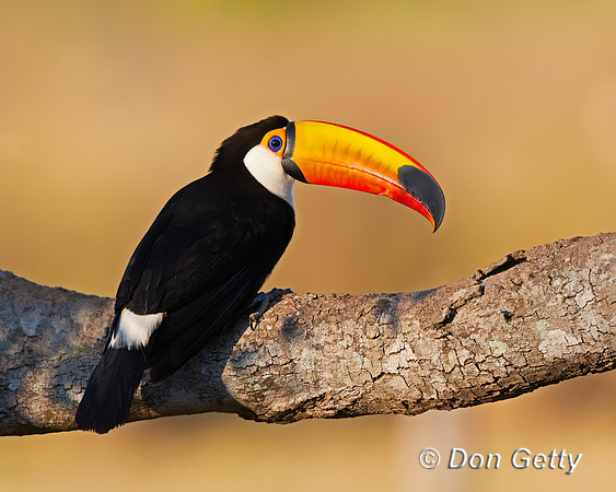 Toco Toucan