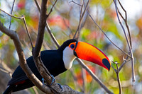 Toco Toucan