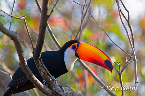 Toco Toucan