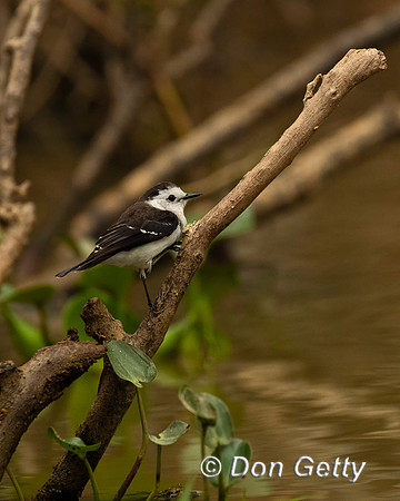 Black-backed Water Tyrant