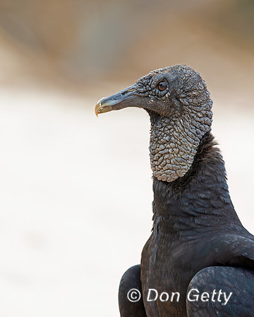 Black Vulture