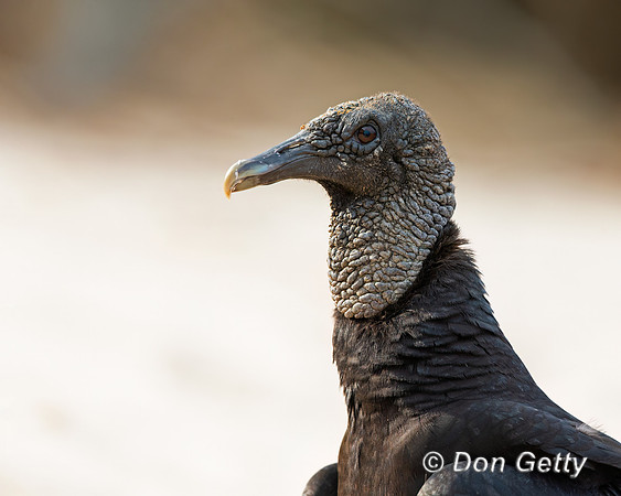 Black Vulture