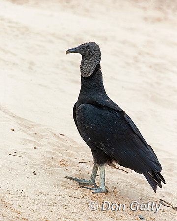 Black Vulture