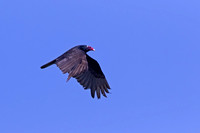 Turkey Vulture