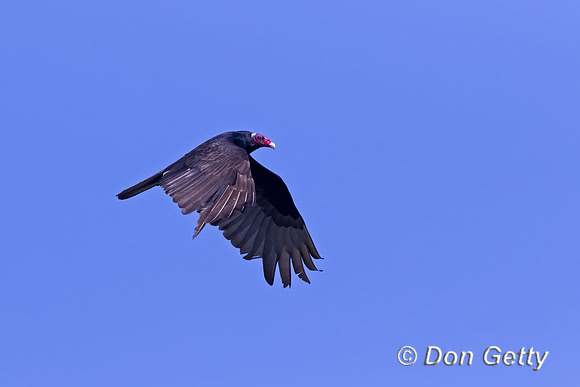 Turkey Vulture