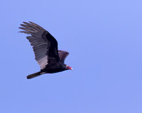 Turkey Vulture