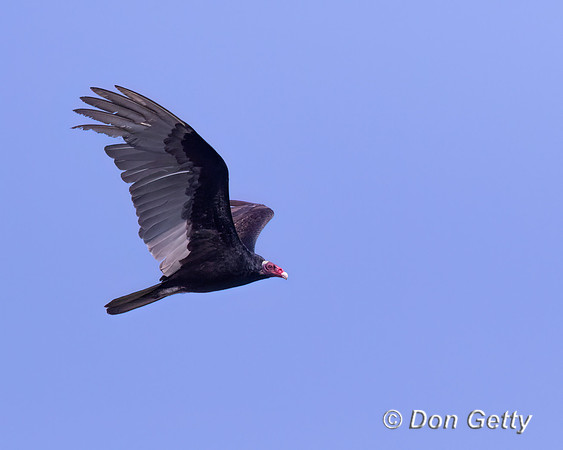 Turkey Vulture