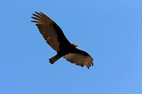 Turkey Vulture