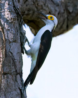 White Woodpecker