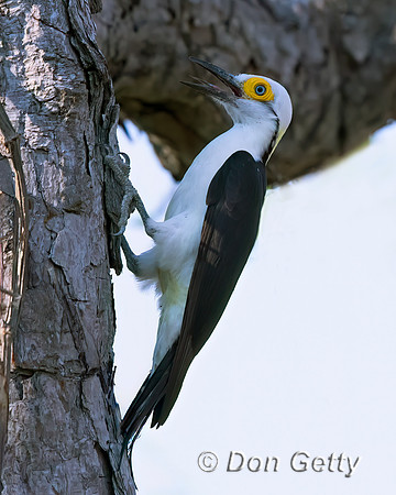 White Woodpecker