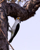White Woodpecker