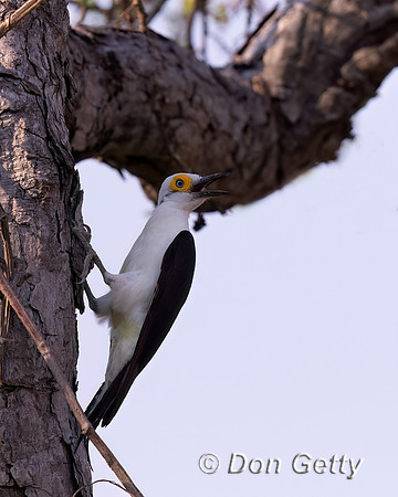 White Woodpecker