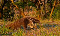 Giant Anteater