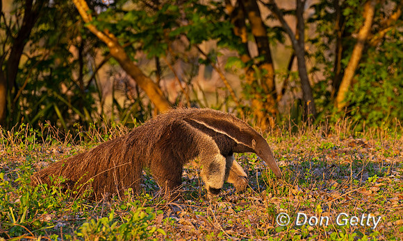 Giant Anteater