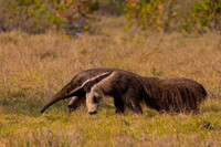 Giant Anteater