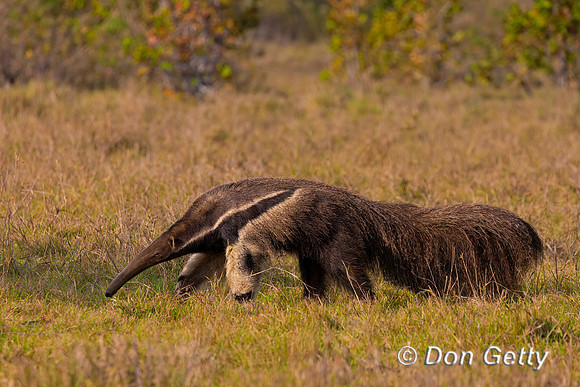 Giant Anteater