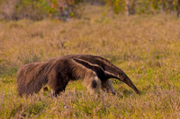Giant Anteater