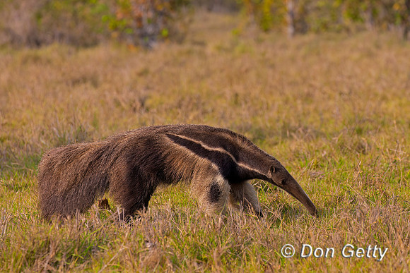Giant Anteater