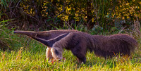 Giant Anteater