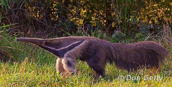 Giant Anteater